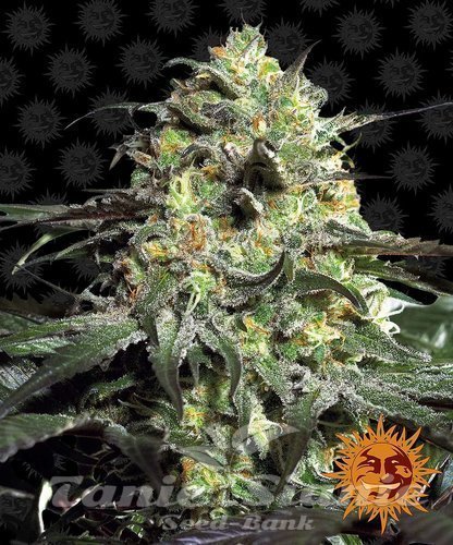 Nasiona Marihuany Peyote Cookies - BARNEY'S FARM