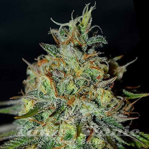Nasiona Marihuany Picante - G13 LABS