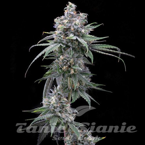 Pie Piss - COOKIES SEEDS