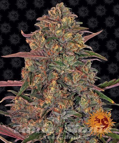 Nasiona Marihuany Pineapple Chunk - BARNEY’S FARM