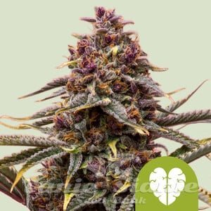 Nasiona Marihuany Pink Mist Auto - ROYAL QUEEN SEEDS
