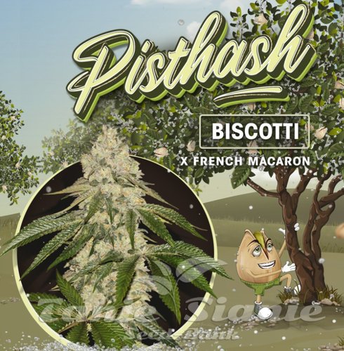 Nasiona Marihuany Pisthash - T.H. SEEDS