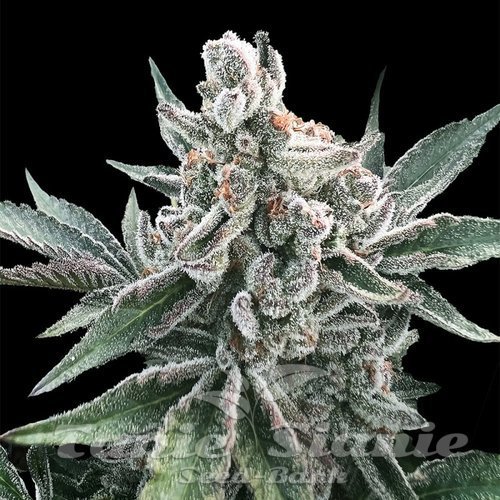 Polar Gelato Auto - SILENT SEEDS