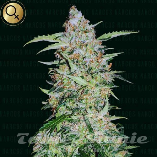 Popeyes Cookies - NARCOS SEEDS