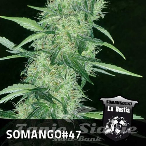 Nasiona Marihuany Somango 47 - POSITRONICS