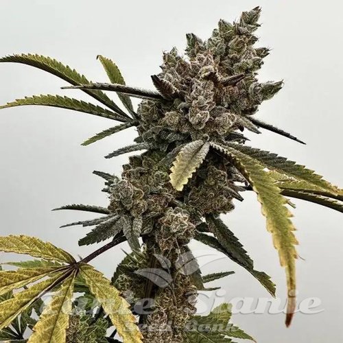 Project 9 - EXOTIC GENETIX