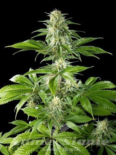 Nasiona Marihuany Pure CBD Punch - PHILOSOPHER SEEDS