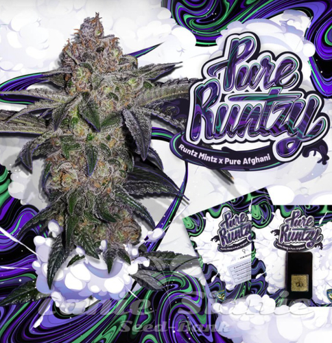 Nasiona Marihuany Pure Runtzy - T.H. SEEDS