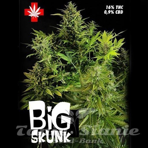 Nasiona Marihuany Big Skunk - PURE SEEDS