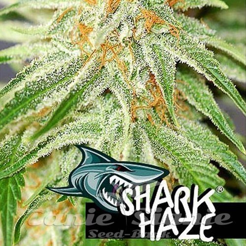 Nasiona Marihuany Shark Haze - PURE SEEDS