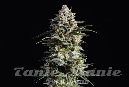 Nasiona Marihuany Pure Skunk Go Fast - KANNABIA SEED