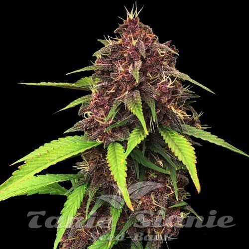 Purple Kush F1 