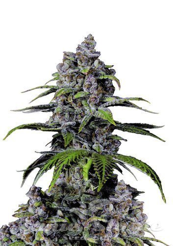 Nasiona Marihuany Purple Lemonade FAST - FASTBUDS