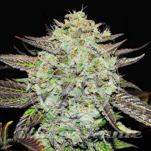 Nasiona Marihuany Purple Mango Kush - DELICIOUS SEEDS