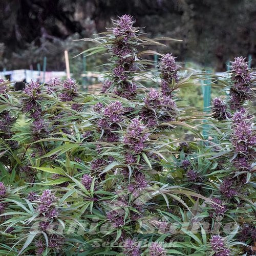 Purple Maroc x Hindu Kush