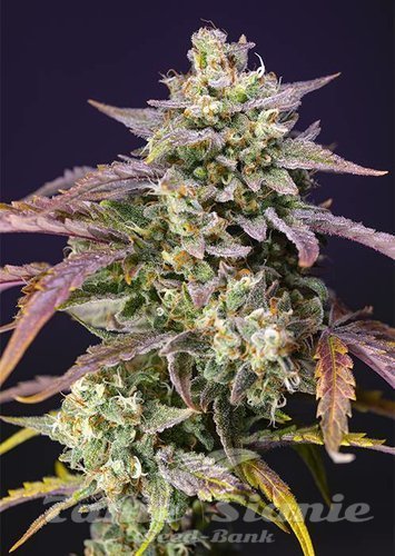 Nasiona Marihuany Purple Punch OG XL Auto - SWEET SEEDS