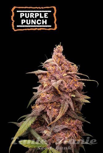 Purple Punch - SEED STOCKERS