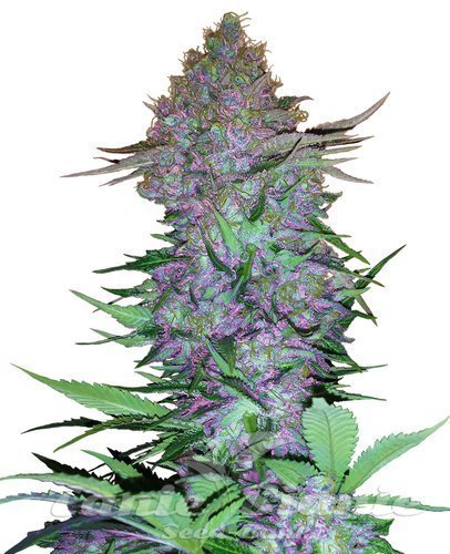 Nasiona Marihuany Purple Skunk Auto - SENSI SEEDS