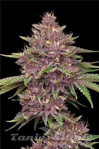 Purpz - HUMBOLDT SEED COMPANY