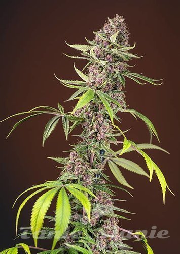 Nasiona Marihuany Red Mandarine F1 Fast Version - SWEET SEEDS