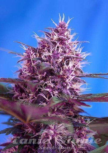 Nasiona Marihuany Red Poison Auto - SWEET SEEDS