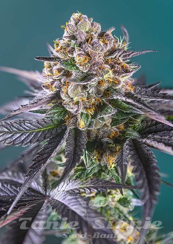 Nasiona Marihuany Red Strawberry Banana Auto - SWEET SEEDS