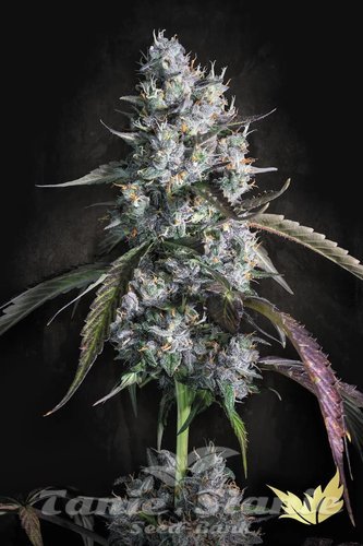 Nasiona Marihuany Red Velvet Auto - PARADISE SEEDS