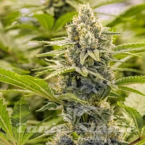 Nasiona Marihuany Trailer Park Boys - Ricky Hash Plant - BROTHERS GRIMM SEEDS