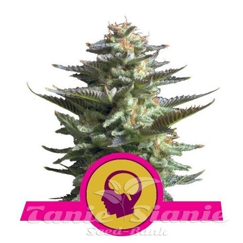 Nasiona Marihuany Blue Mystic - ROYAL QUEEN SEEDS