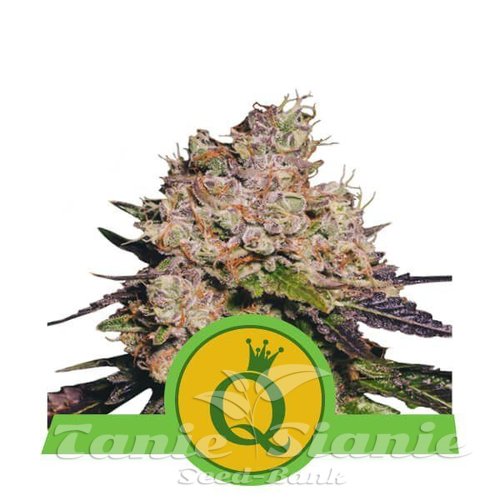 Nasiona Marihuany Purple Queen Automatic - ROYAL QUEEN SEEDS 
