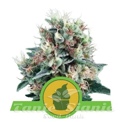 Nasiona Marihuany Royal Creamatic Automatic - ROYAL QUEEN SEEDS