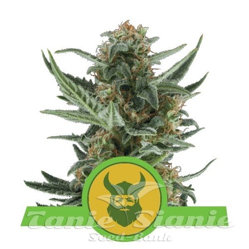 Nasiona Marihuany Royal Dwarf Auto - ROYAL QUEEN SEEDS
