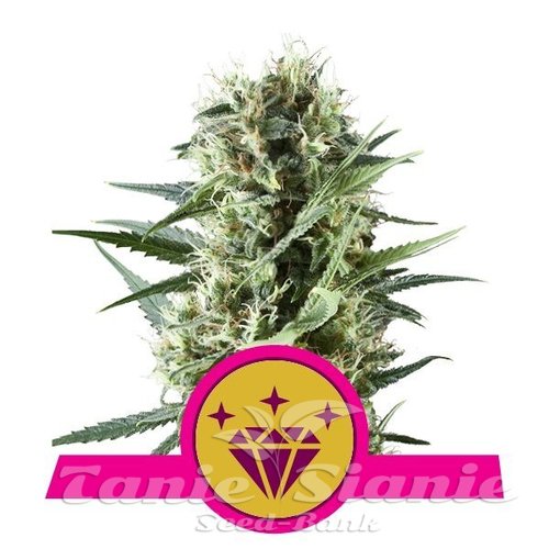 Nasiona Marihuany Special Kush #1 - ROYAL QUEEN SEEDS