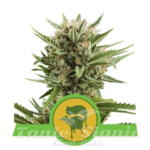 Nasiona Marihuany Sweet Skunk Automatic - ROYAL QUEEN SEEDS