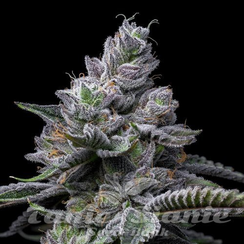 RS11 x Hollywood - COOKIES SEEDS