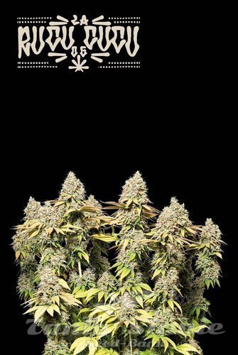 Rucu Cucu OG Auto - SEED STOCKERS