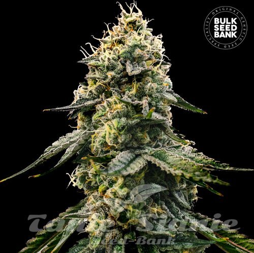 Nasiona Marihuany Runtz Gluntz - BULK SEED BANK