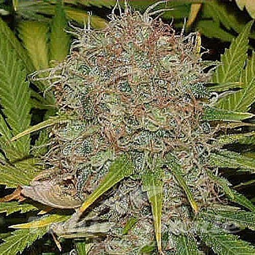 Nasiona Marihuany AK 48 - SAGARMATHA