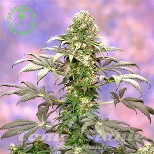 Nasiona Marihuany Matanuska Tundra - SAGARMATHA