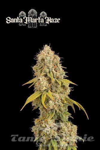 Santa Marta Haze - SEED STOCKERS