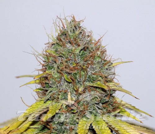 Nasiona Marihuany CBD Hash Plant - SEEDSMAN