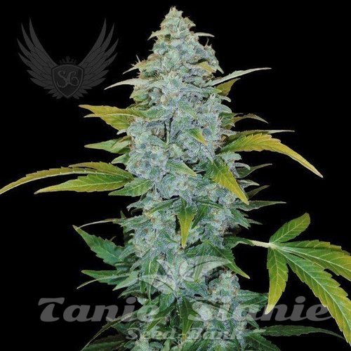 White Monster Auto - SENSI GENETICS
