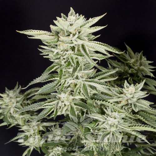 Sherbet S1 - ELEV8 SEEDS