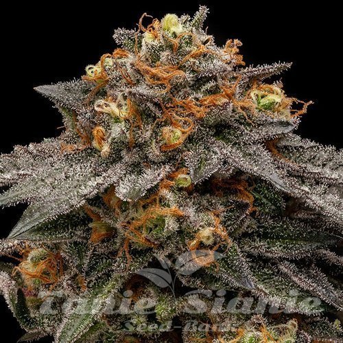 Nasiona Marihuany Shimo - RIPPER SEEDS