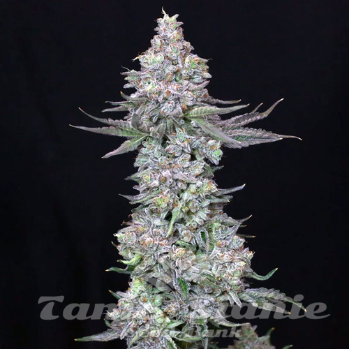 Slipstream - COMPOUND GENETICS