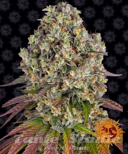 Nasiona Marihuany Sour Diesel - BARNEY'S FARM