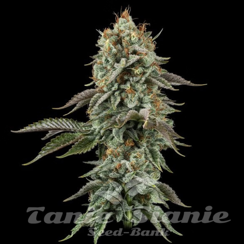 Nasiona Marihuany Sour Diesel - SEEDSMAN