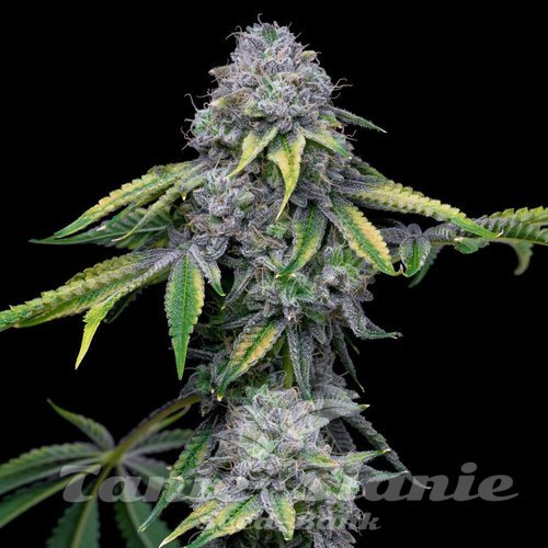 Sour Dubb x Hollywood - COOKIES SEEDS