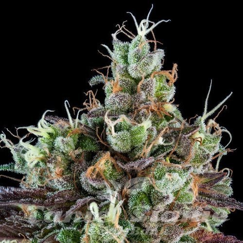 Nasiona Marihuany Sour Ripper - RIPPER SEEDS