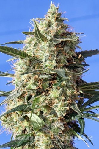 Nasiona Marihuany Snow White - Spliff Seeds